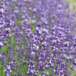 Lavandula angustifolia Contrast