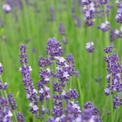 Lavandula angustifolia Contrast