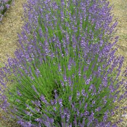 Lavandula angustifolia Contrast