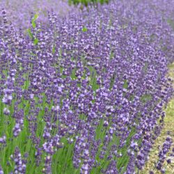 Lavandula angustifolia Contrast