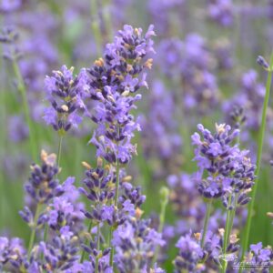 Lavandula angustifolia Dwarf Blue