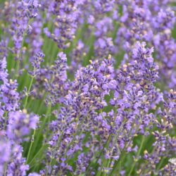 Lavandula angustifolia Dwarf Blue