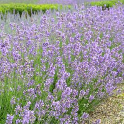 Lavandula angustifolia Dwarf Blue