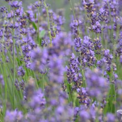 Lavandula angustifolia Dwarf Blue