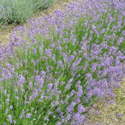 Lavandula angustifolia Dwarf Blue