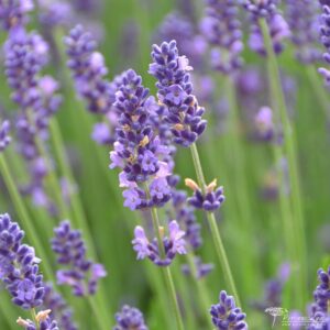 Lavandula angustifolia Hidcote Blue