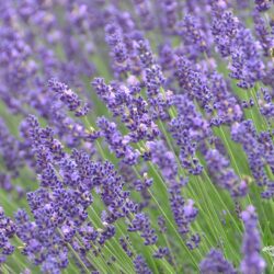 Lavandula angustifolia Hidcote Blue