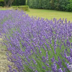 Lavandula angustifolia Hidcote Blue