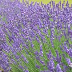 Lavandula angustifolia Hidcote Blue