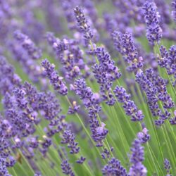 Lavandula angustifolia Hidcote Blue