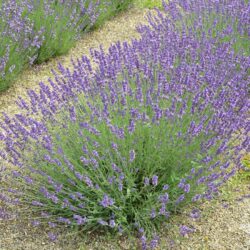 Lavandula angustifolia Hidcote Blue