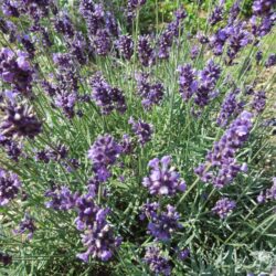 Lavandula angustifolia Imperial Gem