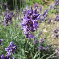 Lavandula angustifolia Imperial Gem