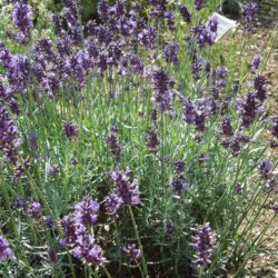 Lavandula angustifolia Imperial Gem