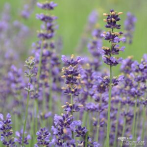 Lavandula angustifolia Munstead