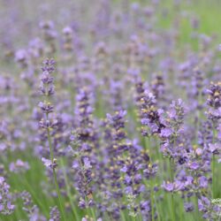 Lavandula angustifolia Munstead