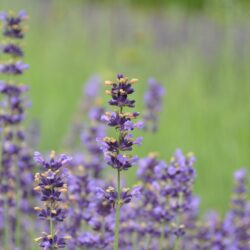 Lavandula angustifolia Munstead