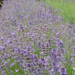 Lavandula angustifolia Munstead