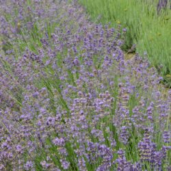 Lavandula angustifolia Munstead