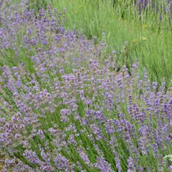 Lavandula angustifolia Munstead