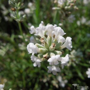 Lavandula angustifolia Nana Alba