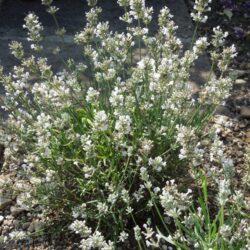 Lavandula angustifolia Nana Alba