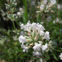 Lavandula angustifolia Nana Alba