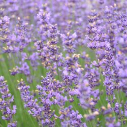 Lavandula angustifolia Siesta