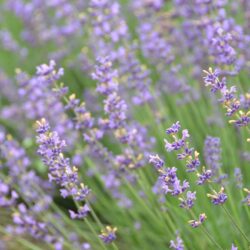 Lavandula angustifolia Siesta