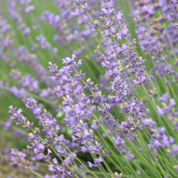 Lavandula angustifolia Siesta