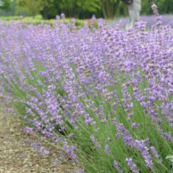 Lavandula angustifolia Siesta