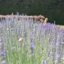 Lavandula x intermedia Fragrant Memories