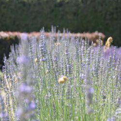 Lavandula x intermedia Fragrant Memories