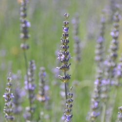 Lavandula x intermedia Fragrant Memories