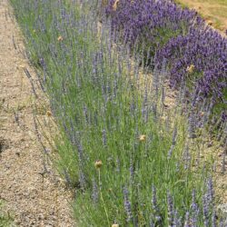 Lavandula x intermedia Fragrant Memories