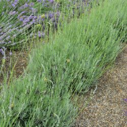 Lavandula x intermedia Fragrant Memories