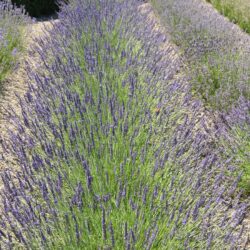 Lavandula x intermedia Grosso