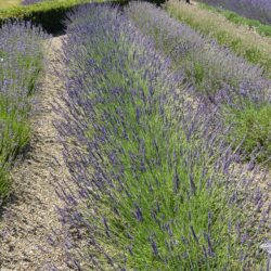 Lavandula x intermedia Grosso