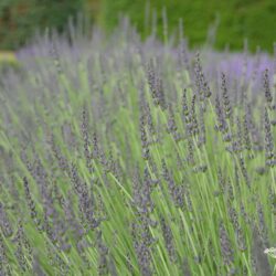 Lavandula x intermedia Grosso