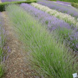 Lavandula x intermedia Grosso