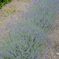 Lavandula x intermedia