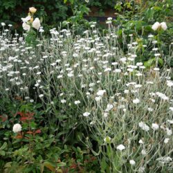 Lychnis coronaria Alba