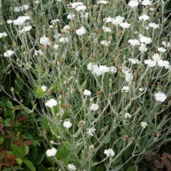 Lychnis coronaria Alba