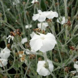 Lychnis coronaria Alba