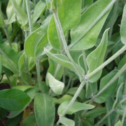 Lychnis coronaria Alba