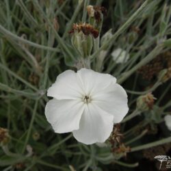 Lychnis coronaria Alba