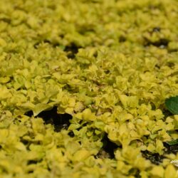 Lysimachia nummularia Aurea