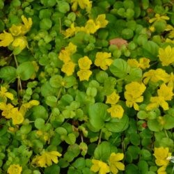 Lysimachia nummularia Aurea