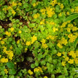 Lysimachia nummularia Aurea