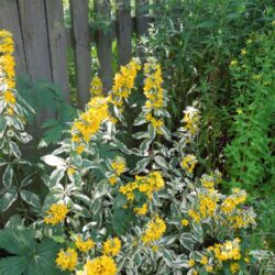 Lysimachia punctata Alexander